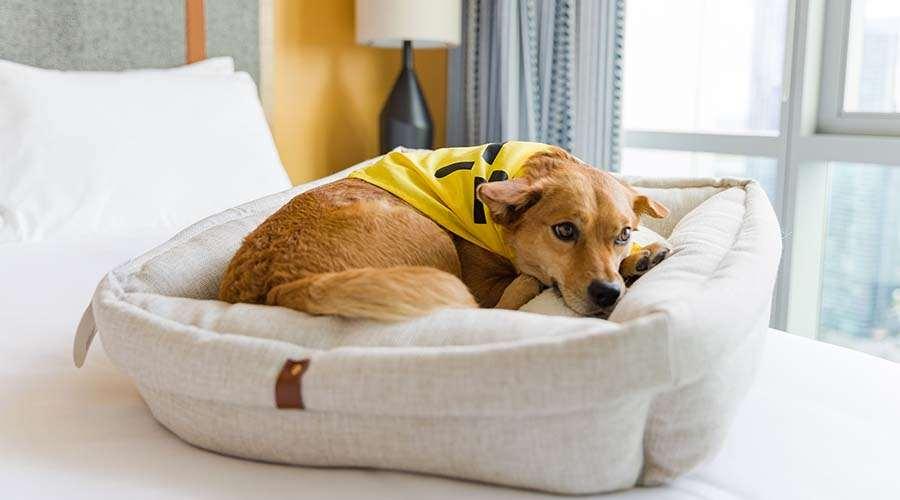 Sentral Michigan Avenue Aparthotel Чикаго Удобства снимка A dog in a dog bed